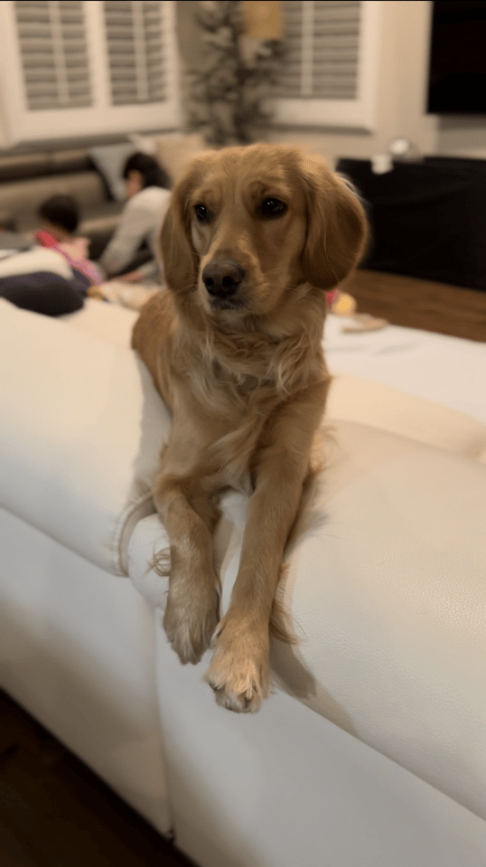 Bean 1-crop