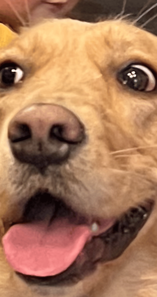 Bean 2-crop