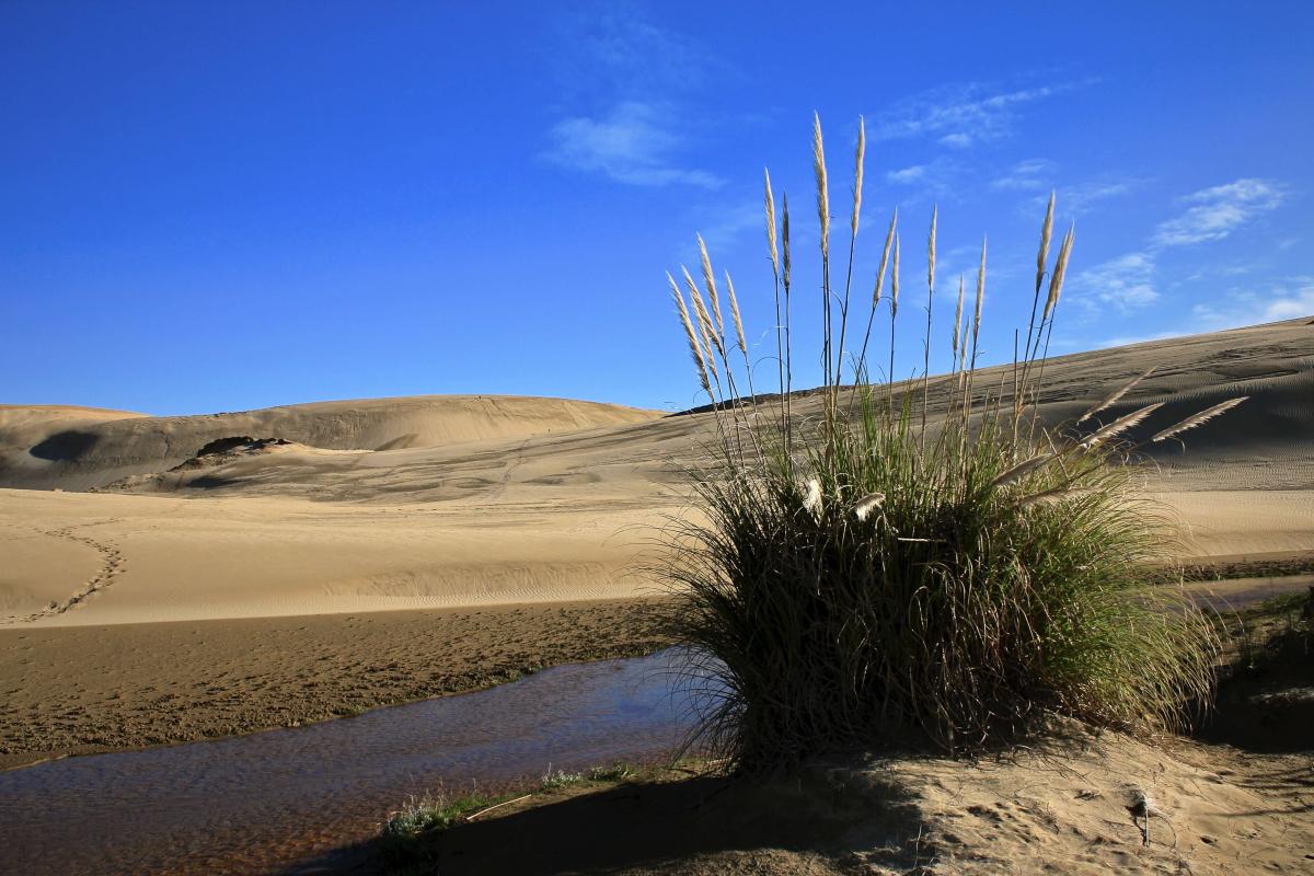 Desert Oasis Photo by Tobias Keller on Unsplash